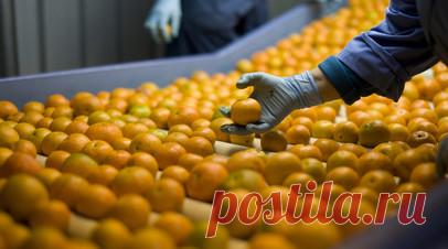 Специалист Лялина: вкус мандарина зависит от условий и сроков сбора. Исполняющая обязанности декана факультета естественных наук Государственного университета просвещения Ирина Лялина заявила, что вкус и содержимое мандарина зависит от страны произрастания, сорта, условий выращивания, условий и сроков сбора. Читать далее