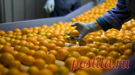 Специалист Лялина: вкус мандарина зависит от условий и сроков сбора. Исполняющая обязанности декана факультета естественных наук Государственного университета просвещения Ирина Лялина заявила, что вкус и содержимое мандарина зависит от страны произрастания, сорта, условий выращивания, условий и сроков сбора. Читать далее