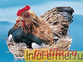 Насесты, гнезда, клетки для кур | infofermer.ru