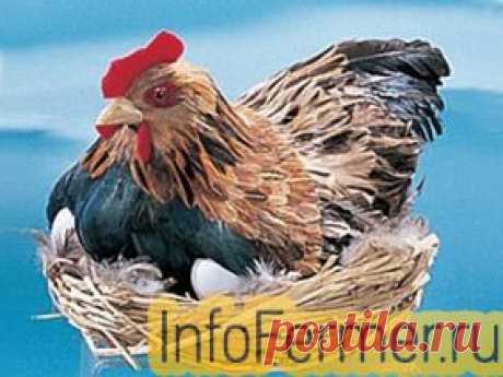 Насесты, гнезда, клетки для кур | infofermer.ru