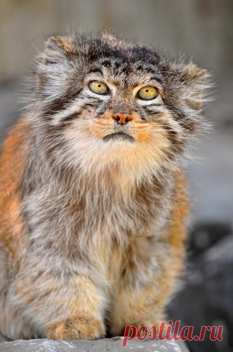 Manul – the Cat that Time Forgot ~ The Ark In Space