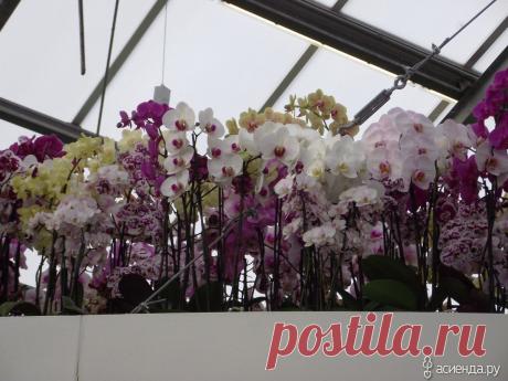 Кёкенхоф. Оранжерея Беатрикс. Орхидеи. Часть 3.: Группа Экзотические растения