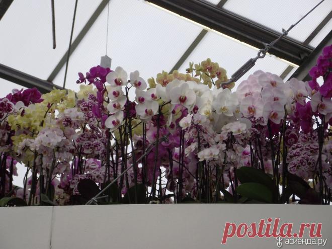 Кёкенхоф. Оранжерея Беатрикс. Орхидеи. Часть 3.: Группа Экзотические растения