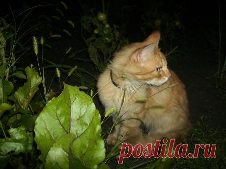 Мой Рыжунька.