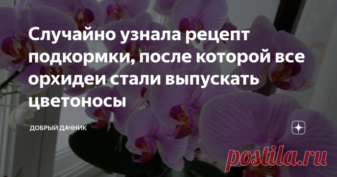 Случайно узнала рецепт подкормки, после которой все орхидеи стали выпускать цветоносы Очень люблю орхидеи, поэтому дома у меня три штуки. Только вот года два никак не цвели. Я их и пересаживала в прозрачные новенькие горшки.
Грунт покупала специальный. Даже поливала удобрением, которое шло в подарок к покупному грунту. Не цвели и все тут. Просто замерли в развитии. Вроде и не погибают, но и не растут.
Однажды в одном офисе увидела, как на подоконнике стоят семь орхидей, и все они