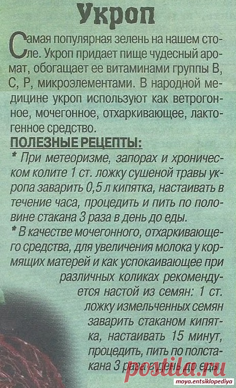 Лечебные свойства укропа