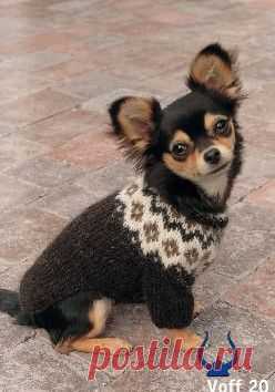Istex Dog Sweater - knitting kit