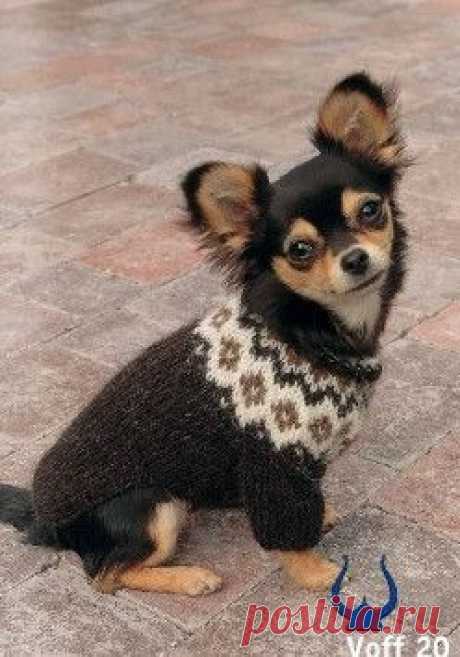 Istex Dog Sweater - knitting kit