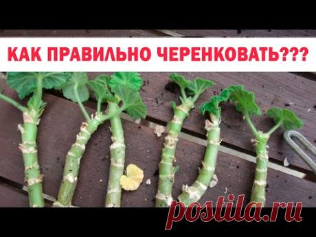 5 правил успешного черенкования герани. Осеннее черенкование пеларгонии