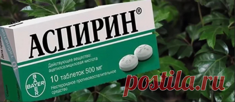 Семь натуральных стимуляторов образования корней | Мария Кириллова.Маша на кухне | Пульс Mail.ru