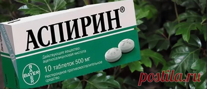 Семь натуральных стимуляторов образования корней | Мария Кириллова.Маша на кухне | Пульс Mail.ru