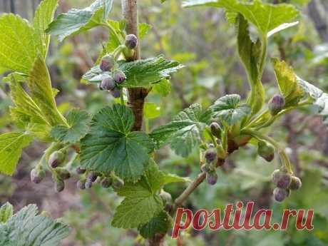 Что обязательно нужно успеть сделать с Черной смородиной до набухания Почек, чтобы собрать качественный урожай ягод | Моя успешная дача | Яндекс Дзен