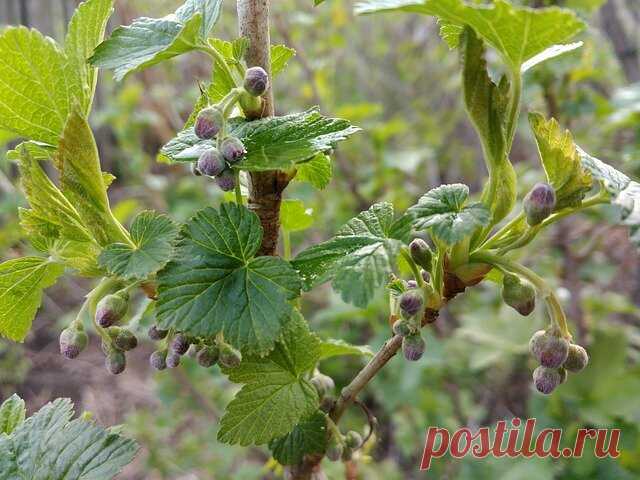 Что обязательно нужно успеть сделать с Черной смородиной до набухания Почек, чтобы собрать качественный урожай ягод | Моя успешная дача | Яндекс Дзен
