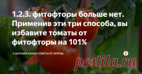 1.2.3. фитофторы больше нет. Применив эти три способа, вы избавите томаты от фитофторы на 101% Фитофтороз у томатов, одно из самых распространенных и коварных заболеваний. Оно способно уничтожить урожай полностью. Большинство огородников знают об этой проблеме не по наслышке и за многие годы научились бороться с этой проблемой. Сегодня я вам расскажу по настоящему действенные методы. Если вы соблюдете их. То фитофтора вам не грозит.
1. Когда вы посадили рассаду томатов на постоянное место в