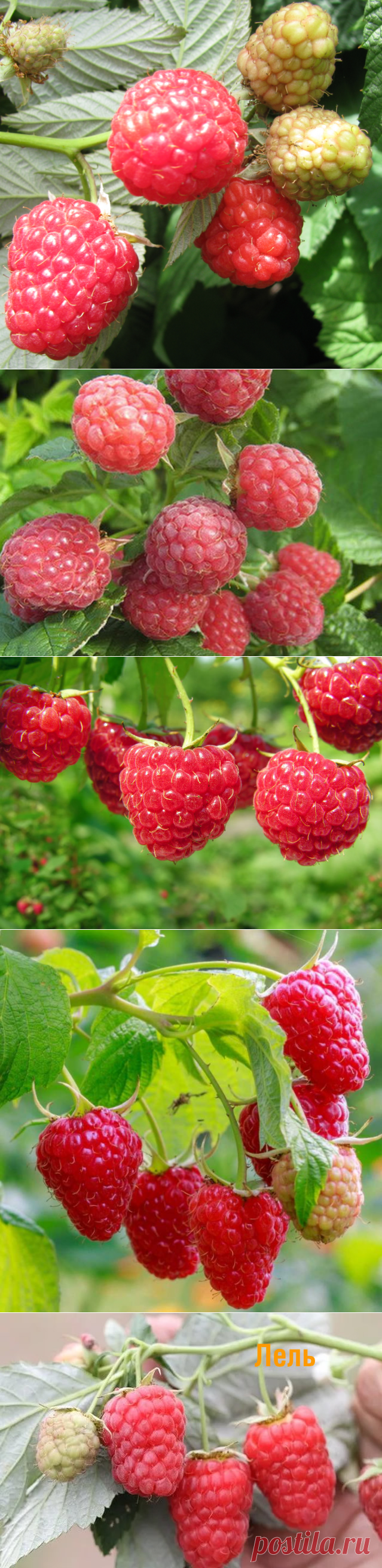 Лучшие неприхотливые сорта малины описание сортов