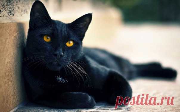 *Народные поверья, связанные с котами, о которых Вы не знали*

Если кошка сама приходит в дом, это значит, что она приносит счастье и отводит беду;

Если мальчик обольет кота водой, он не доживет до зрелых лет;

Мужчина, любящий кошек, будет всегда любить свою жену;

Кошка моется - гостей намывает (зазывает);

Если кошка на человека тянется - обнову или выгоду сулит;

Кошка считается хранительницей достатка;

Когда кот чихает, ему надо говорить: «Будь здоров!», тогда зубы ...