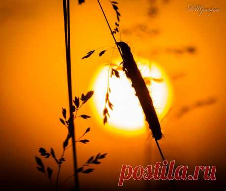 Александр Шрайфель
53 года, Россия, Каменск-Шахтинский