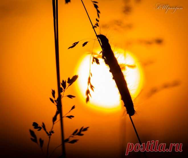 Александр Шрайфель
53 года, Россия, Каменск-Шахтинский