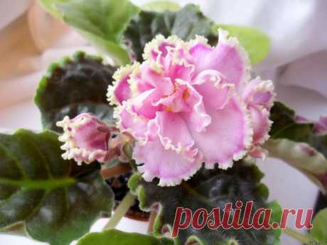 Зима Улыбается (Макуни) - Российская и Украинская селекция - Каталог фиалок - Фиалки. г.Даугавпилс