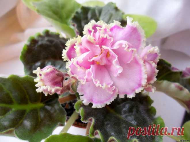 Зима Улыбается (Макуни) - Российская и Украинская селекция - Каталог фиалок - Фиалки. г.Даугавпилс