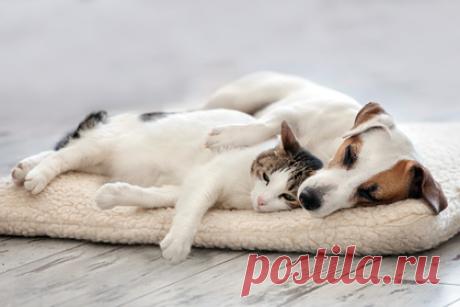 Приютившую кошку и собаку российскую семью заподозрили в поедании животных. Семью из Льгова Курской области заподозрили в поедании домашних животных после того, как она приютила собаку и кошку. Женщина сначала отказывалась отправить волонтерам фото животных, а затем заявила, что пса уже передали другим людям. При этом дочь россиянки рассказала, как однажды ее родители ели собаку или енота.