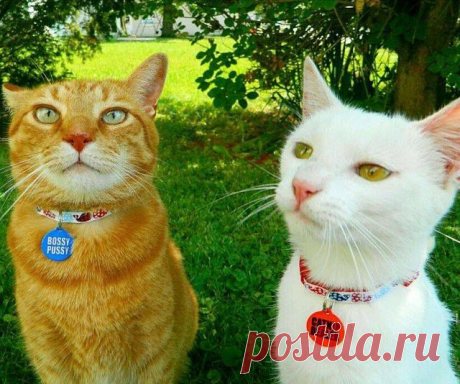 КотоФото - КотоФото поделился(лась) фотографией ZooПассаж.