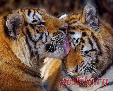 Галина Щекотова – Google+