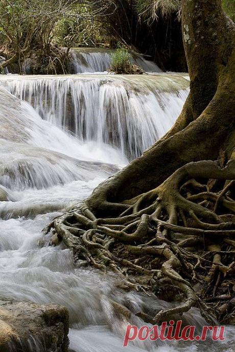 легенда о дереве