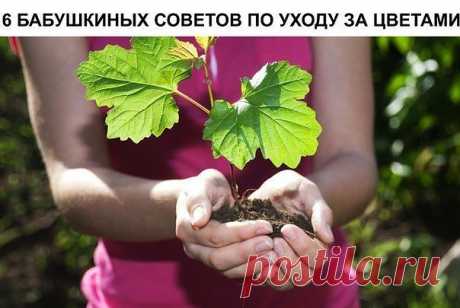 6 бабушкиных советов по уходу за цветами 

источник САДОВАЯ ФЕЯ - Дача. Сад и Огород
 

 







6 бабушкиных советов по уходу за цветами Совет 1. Зимой и осенью цветы нужно поливать утром. Летом и весной – вечером. Совет 2. Опрыскивать цвет…