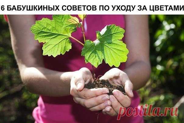 6 бабушкиных советов по уходу за цветами 

источник САДОВАЯ ФЕЯ - Дача. Сад и Огород
 

 







6 бабушкиных советов по уходу за цветами Совет 1. Зимой и осенью цветы нужно поливать утром. Летом и весной – вечером. Совет 2. Опрыскивать цвет…
