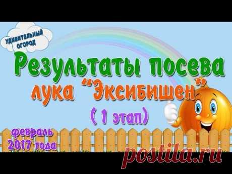 В видео можно посмотреть результаты всходов лука Эксибишен. ПОДПИСАТЬСЯ НА КАНАЛ: https://www.youtube.com/channel/UCFdQ8t2WpYJ-tqrm58M5E3w Посев лука порея ч...