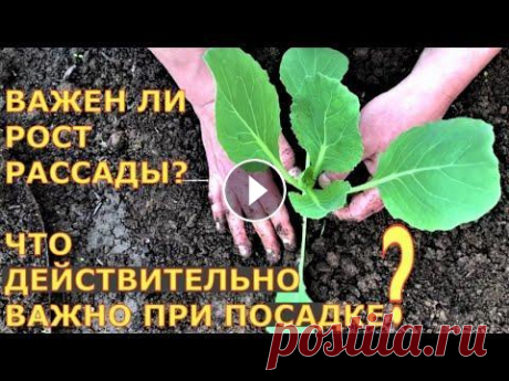 Вырастить капусту без заморочек с рассадой возможно или нет Описание: Как сажать капусту, чтобы всегда получать большой урожай? Как выращивать рассаду капусты? Помощь каналу, карта Сбербанка - 4276 3800 7513 34...
