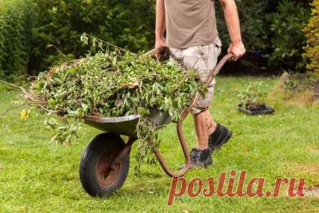 5 растений для отличного компоста