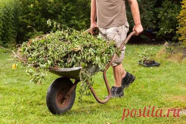 5 растений для отличного компоста