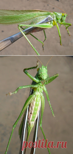 Вкусный Огород: Большой зеленый кузнечик - это не саранча
