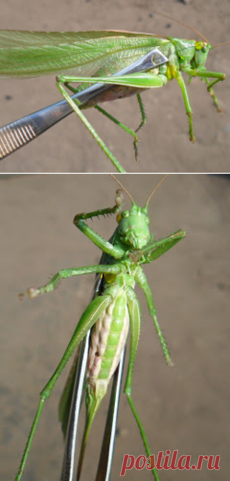 Вкусный Огород: Большой зеленый кузнечик - это не саранча