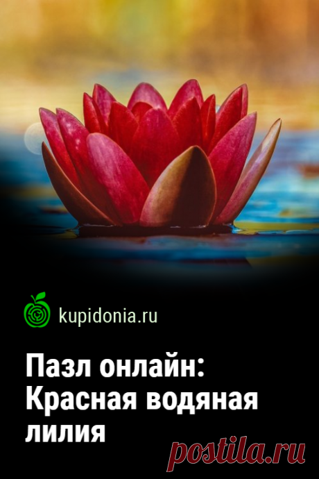 Пазл онлайн: Красная водяная лилия. Красивый пазл онлайн с яркой водяной лилией. Собери пазл на сайте!