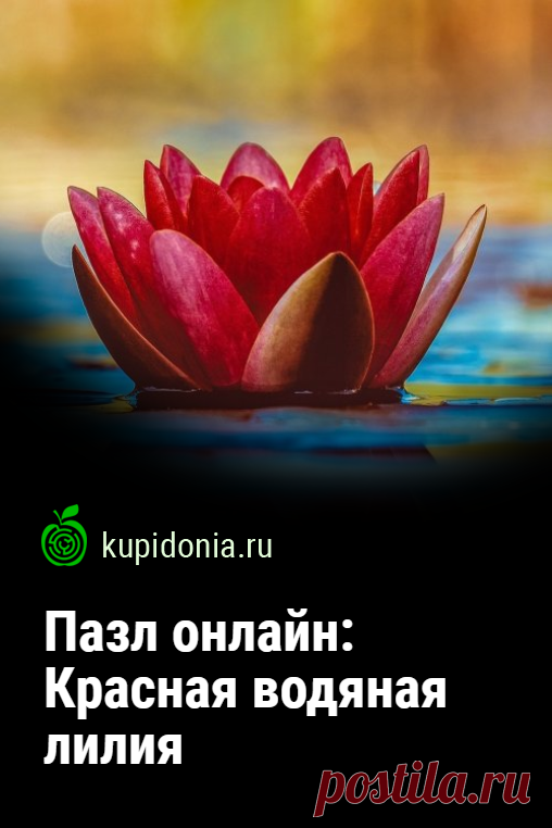 Пазл онлайн: Красная водяная лилия. Красивый пазл онлайн с яркой водяной лилией. Собери пазл на сайте!