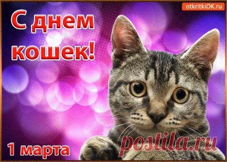 Картинки и Открытки с Днем Кошек