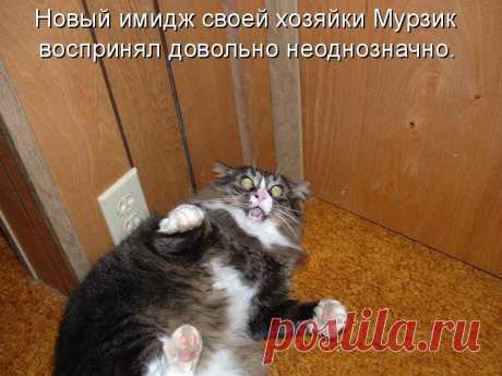 1 МАРТА - ВСЕМИРНЫЙ ДЕНЬ КОШЕК!
