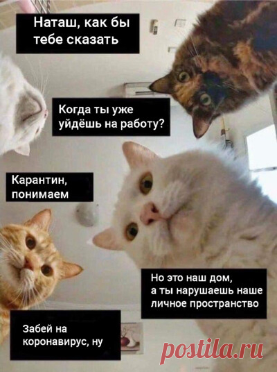 Почему коты страдают от 