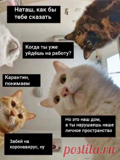 Почему коты страдают от "самоизоляции"? Да потому что "эти бесхвостые" постоянно сидят у них дома! - ЯПлакалъ