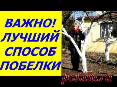 СЕКРЕТ СУПЕР СТОЙКОЙ И БЕЛОСНЕЖНОЙ ПОБЕЛКИ ДЕРЕВЬЕВ!!! ПРАВИЛЬНАЯ ПОБЕЛКА ДЕРЕВЬЕВ ОСЕНЬЮ ИЗВЕСТЬЮ