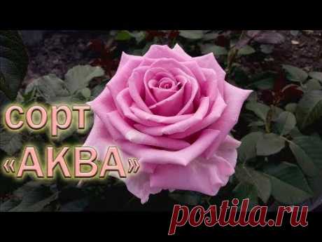 Обзор чайно-гибридных роз сорта Аква
