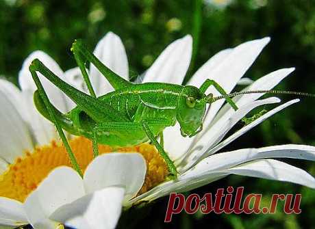 Яндекс.Фотки from android bookmarklet
