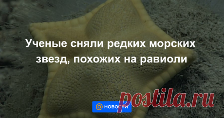 Ученые сняли редких морских звезд, похожих на равиоли Уникальные морские обитатели.