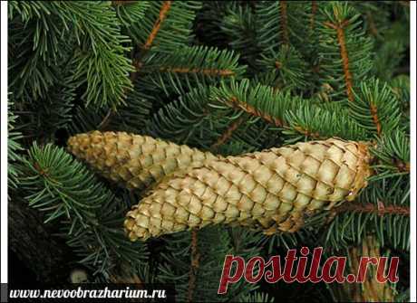 Деревья долгожители