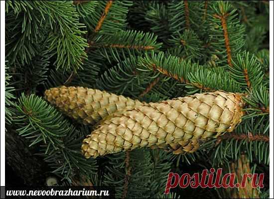 Деревья долгожители