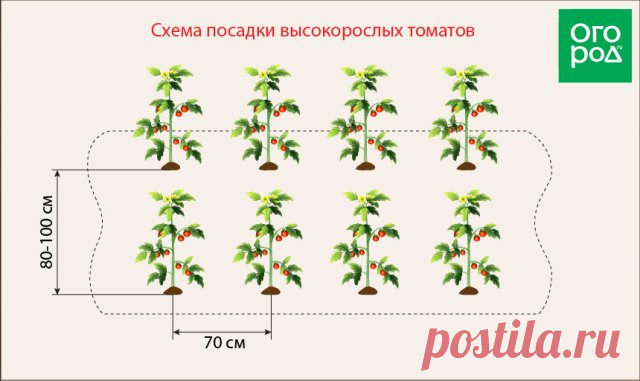 Выращивание высокорослых томатов позволяет сэкономить место в теплице или открытом грунте. Чтобы получить хороший урожай, не придется высаживать много растений, потому что на одном стебле такого помидора вырастает до 10 плодовых кистей. схема посадки томатов в открытый грунт https://postila.ru/post/80846369