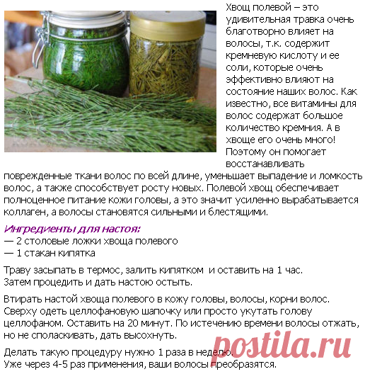 Хвощ полевой – это чудо-травка для волосСамо Совершенство